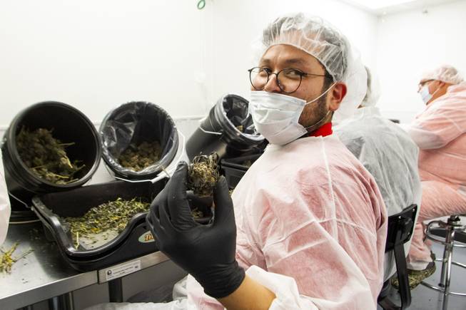 Larry, last name not provided, holds up a soon-to-be-trimmed marijuana bud during a tour at the Premium Produce marijuana cultivation and production facility Friday, July 26, 2019.