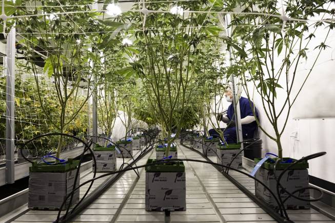 Employees prune marijuana plants during a tour at the Premium Produce marijuana cultivation and production facility Friday, July 26, 2019.