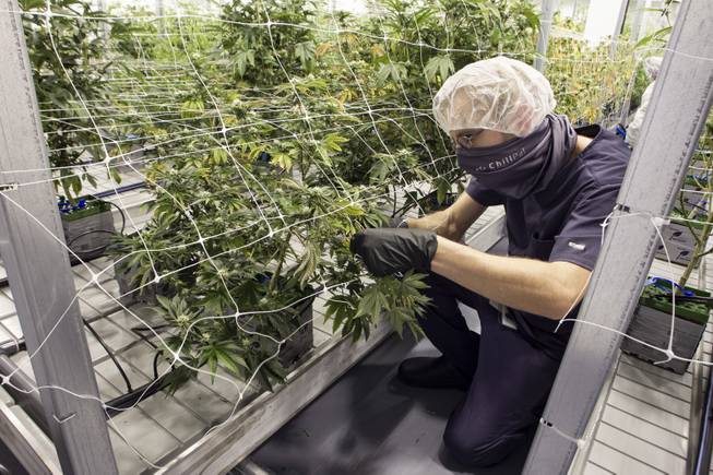 An employee prunes a marijuana plant during a tour at the Premium Produce marijuana cultivation and production facility Friday, July 26, 2019.