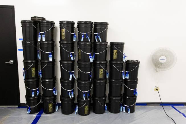 Buckets containing marijuana are seen stacked against the wall during a tour at the Premium Produce marijuana cultivation and production facility Friday, July 26, 2019.