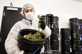 Frank Cabrera, Cultivation Facilities Manager at Premium Produce, shows off the marijuana contents of a bucket during a tour at the Premium Produce marijuana cultivation and production facility Friday, July 26, 2019.
