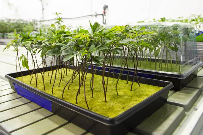 Marijuana plant seedlings are seen in a cultivation room during a tour at the Premium Produce marijuana cultivation and production facility Friday, July 26, 2019.