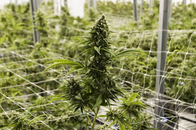 A budding marijuana plant is seen during a tour at the Premium Produce marijuana cultivation and production facility Friday, July 26, 2019.