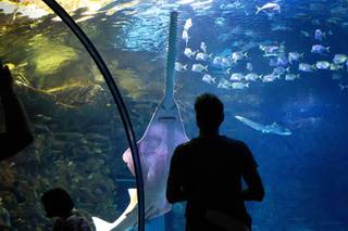 A Green Sawfish approaches the glass in the viewing tunnel at the Shark Reef Aquarium at Mandalay Bay Friday, Aug. 2, 2019.