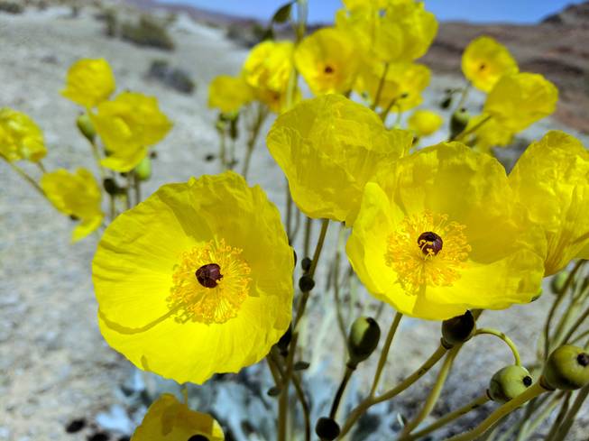 At-risk Desert Flowering Plant Could Impact Lands Bill