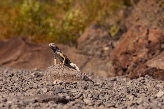 A Zebra-tailed lizard is seen on the Petroglyph trail head ...
