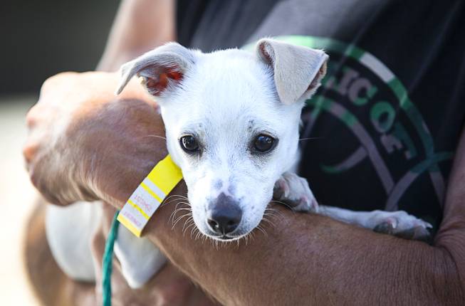 Greg Gautier holds Joy, a 13-week-old Chihuahua mix, during "Clear the Shelters Day" at the Animal Foundation's GreenGale Campus, 655 Mojave Rd., Saturday, Aug. 17, 2019. Adoption fees were waived for the annual one-day event, part of a national effort to connect shelter pets with new homes.