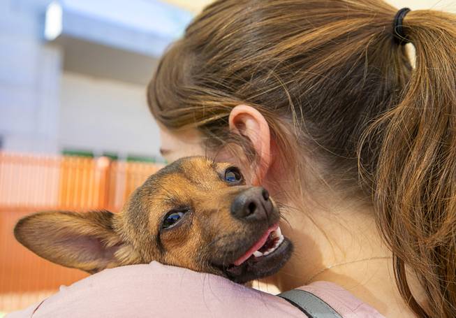 Baby Doll, a six-month-old Chihuahua, is held by Nina O'Conner during "Clear the Shelters Day" at the Animal Foundation's GreenGale Campus, 655 Mojave Rd., Saturday, Aug. 17, 2019. Adoption fees were waived for the annual one-day event, part of a national effort to connect shelter pets with new homes.