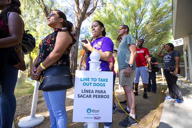 People line up to take out dogs from kennels during "Clear the Shelters Day" at the Animal Foundation's GreenGale Campus, 655 Mojave Rd., Saturday, Aug. 17, 2019. Adoption fees were waived for the annual one-day event, part of a national effort to connect shelter pets with new homes.