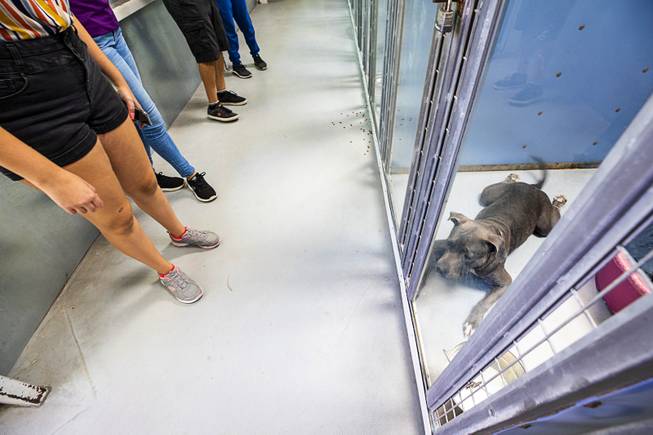 A dog waits to be adopted during "Clear the Shelters Day" at the Animal Foundation's GreenGale Campus, 655 Mojave Rd., Saturday, Aug. 17, 2019. Adoption fees were waived for the annual one-day event, part of a national effort to connect shelter pets with new homes.
