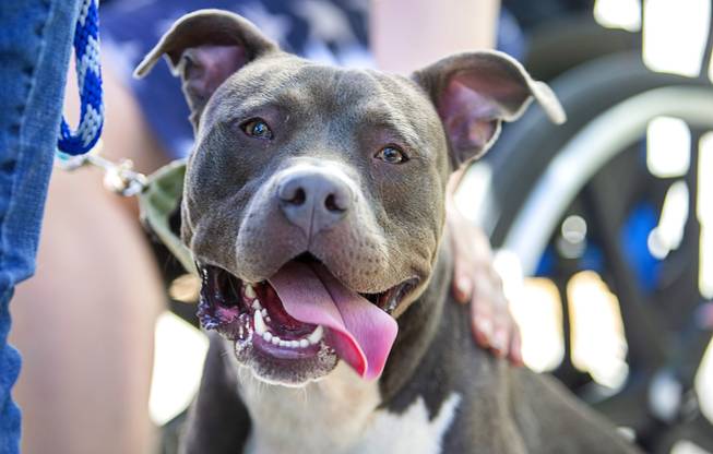 Ralphi gets some attention during "Clear the Shelters Day" at the Animal Foundation's GreenGale Campus, 655 Mojave Rd., Saturday, Aug. 17, 2019. Adoption fees were waived for the annual one-day event, part of a national effort to connect shelter pets with new homes.