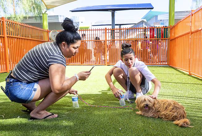 Jessica Moreno and her son Josiah, 13, prepare to adopt Teller, 3, during "Clear the Shelters Day" at the Animal Foundation's GreenGale Campus, 655 Mojave Rd., Saturday, Aug. 17, 2019. Adoption fees were waived for the annual one-day event, part of a national effort to connect shelter pets with new homes.