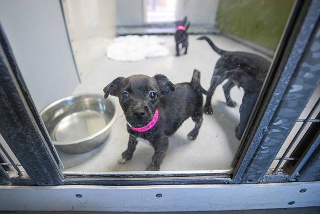 Puppies are shown in a kennel during "Clear the Shelters Day" at the Animal Foundation's GreenGale Campus, 655 Mojave Rd., Saturday, Aug. 17, 2019. The three puppies in this kennel were all adopted.