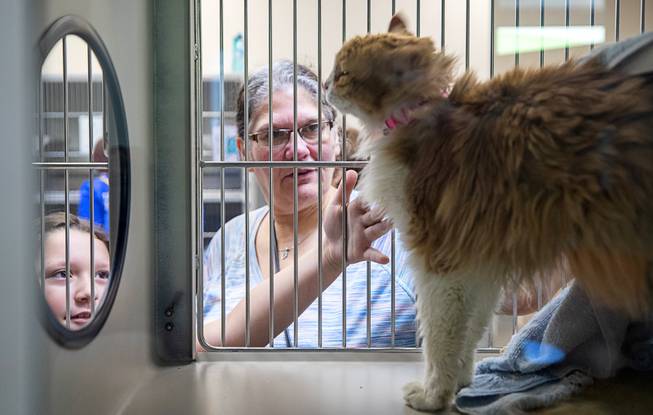 Khloe Vasquez, 8, and her grandmother Casandra Zuniga look for a cat during "Clear the Shelters Day" at the Animal Foundation's GreenGale Campus, 655 Mojave Rd., Saturday, Aug. 17, 2019. Adoption fees were waived for the annual one-day event, part of a national effort to connect shelter pets with new homes.