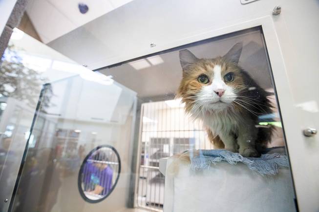 A cat looks out from a cat condo during "Clear the Shelters Day" at the Animal Foundation's GreenGale Campus, 655 Mojave Rd., Saturday, Aug. 17, 2019. Adoption fees were waived for the annual one-day event, part of a national effort to connect shelter pets with new homes.