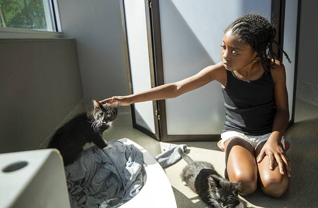 Mya Hart, 7, plays with kittens during "Clear the Shelters Day" at the Animal Foundation's GreenGale Campus, 655 Mojave Rd., Saturday, Aug. 17, 2019. Adoption fees were waived for the annual one-day event, part of a national effort to connect shelter pets with new homes.