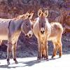 This undated photo provided by the U.S. Bureau of Land Management shows two feral burros in the Mojave Desert within the BLM's Needles, Calif., Field Office. Two were convicted Monday, March 18, 2024, of killing burros in California's Mojave Desert in 2021.

