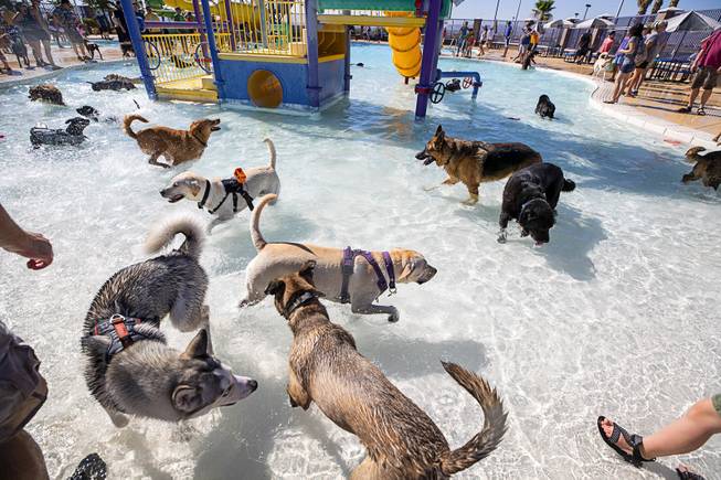 Dogs play in the shallow end of the pool during ...