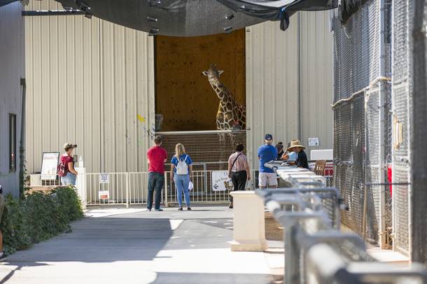 Photograph: The Lion Habitat - Las Vegas Weekly