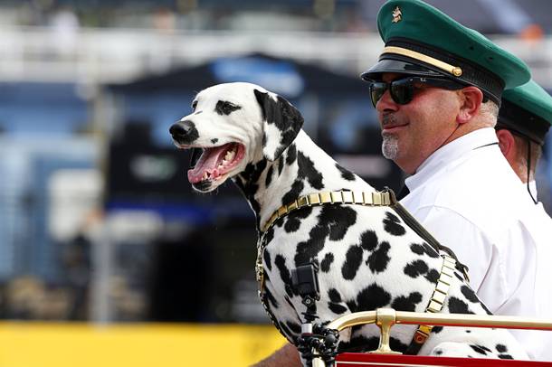 A Dalmatian rides on the  Budweiser Clydesdales coach the during the South Point 400 Monster Energy NASCAR Cup Series race at the Las Vegas Motor Speedway Sunday, Sept. 15, 2019.