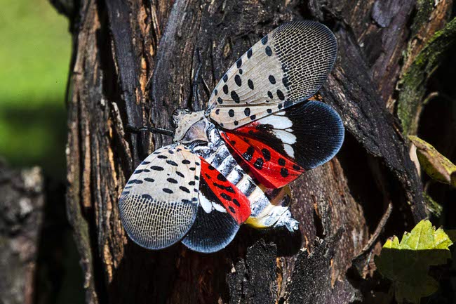 lanternfly