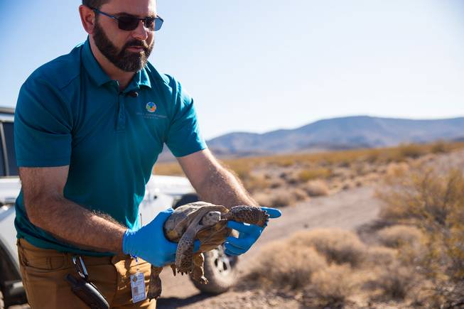 Desert Tortoise Released into the Wild