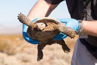 Kevin Macdonald, with Clark County Air Quality Management, releases a desert tortoise into the wild after being recovered at a construction site earlier this year, Tues. Oct. 15; 2019.