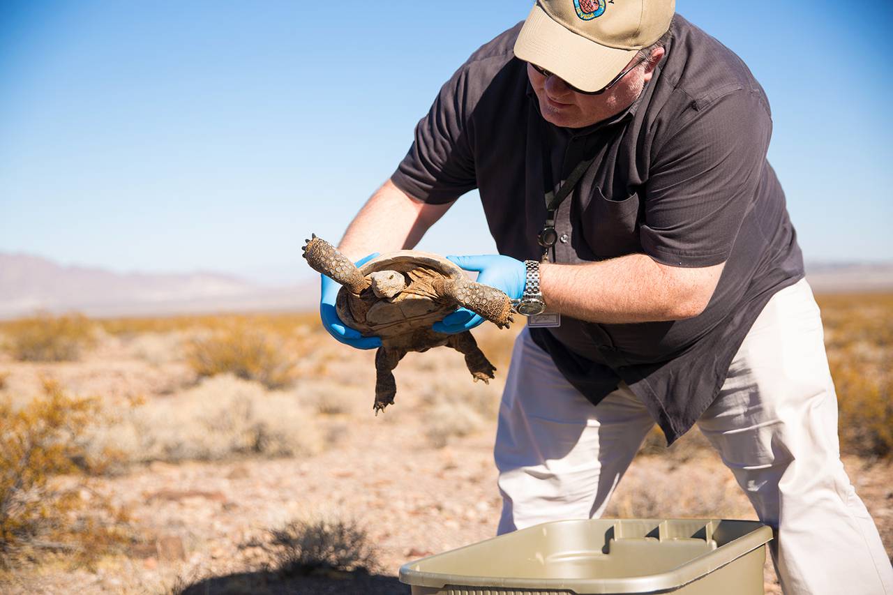 Desert Tortoise Released into the Wild - Las Vegas Weekly