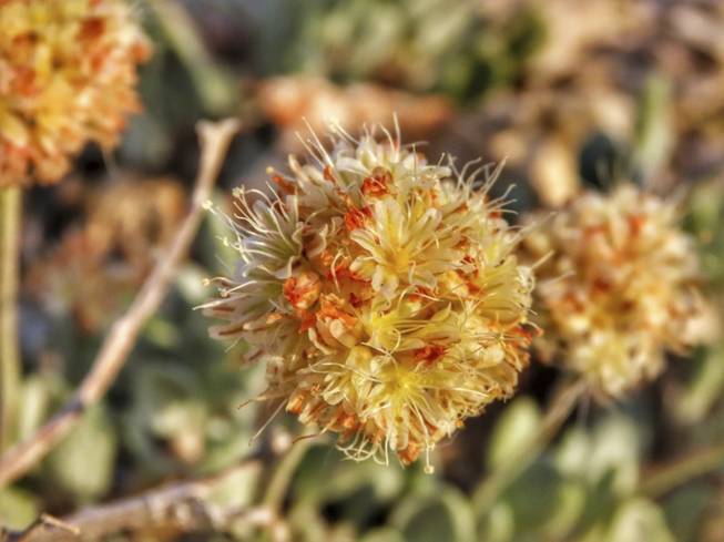 This June 1, 2019, photo shows the rare desert wildflower Tiehm's buckwheat in the Silver Peak Range about 120 miles southeast of Reno, the only place it is known to exist in the world.