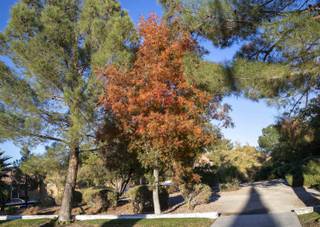 This Lacebark Elm with its leaves changing colors is a harsh desert climate tree commonly found in the Las Vegas Valley, Thursday, Nov. 7, 2019. With data from the American Horticultural Society analysis on plants' climate resiliency, the water authority has identified six harsh desert climate trees including this Lacebark Elm that could be under great heat stress within the next 40 years.