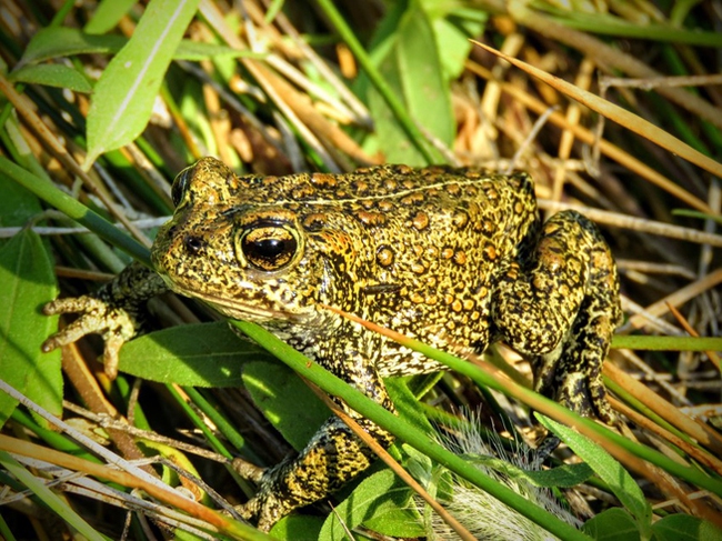 Dixie Valley toad