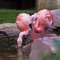 Photo: Chilean Flamingos congregate at the Wildlife Habit