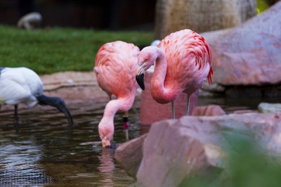Chilean Flamingos congregate at the Wildlife Habitat inside the Flamingo, Monday, Jan. 27, 2020. 