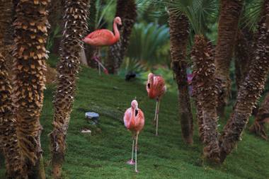 Flamingo through the years