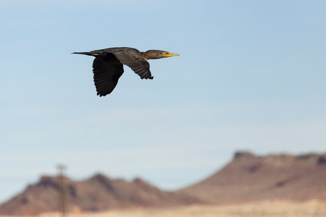 A Double-crested Cormorant flies at the Clark County Wetlands Park, ...