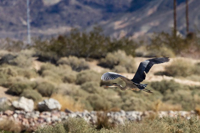 A Great Blue Heron flies at the Clark County Wetlands ...