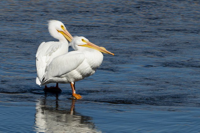 American White Pelicans rest in the Las Vegas Wash at ...