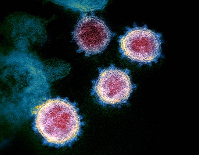 coronavirus coronavirus