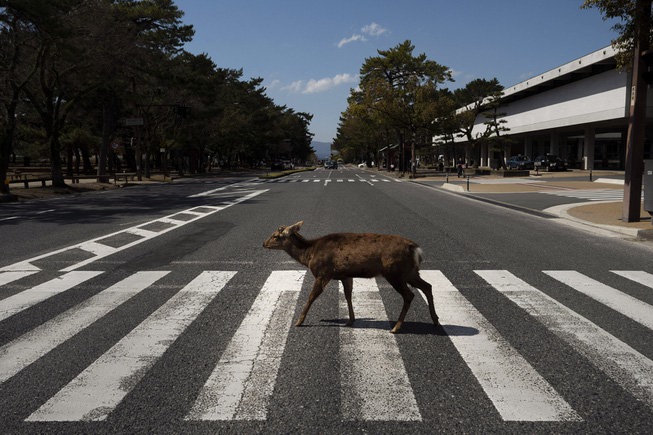 A deer walks across a pedestrian crossing in Nara, Japan, ...