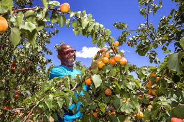 Gardener David McClenton II looks over apricots in the Las Vegas Roots Community Garden orchard Tuesday, May 19, 2020.