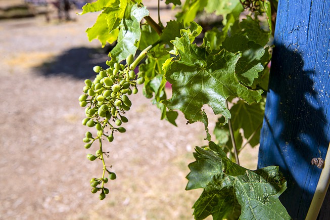 Grapes grow from a vine at the Las Vegas Roots ...