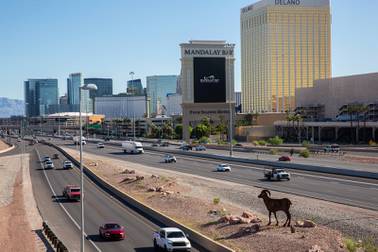 Despite Less Las Vegas Traffic Roadway Deaths Duis Climb Amid Pandemic Las Vegas Sun Newspaper