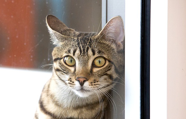 Bailey, an 18-month-old Bengal, looks out from a cat suite ...