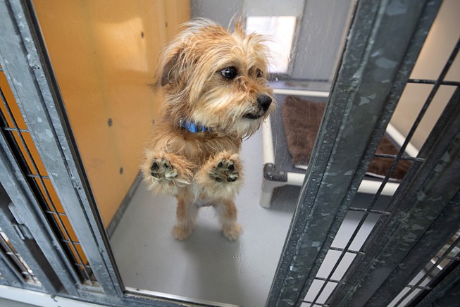 Abbey, a one-year-old terrier mix, looks out from her kennel ...