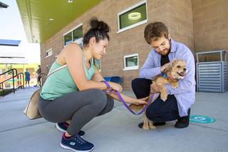 Amelia Bonilla and Bryan Sevilla visit with Abbey, a one-year-old terrier mix, at the Animal Foundation, 655 N. Mojave Rd., Tuesday, June 23, 2020. The shelter is closed to walk-ins due to the coronavirus pandemic but animals can be seen by appointment.