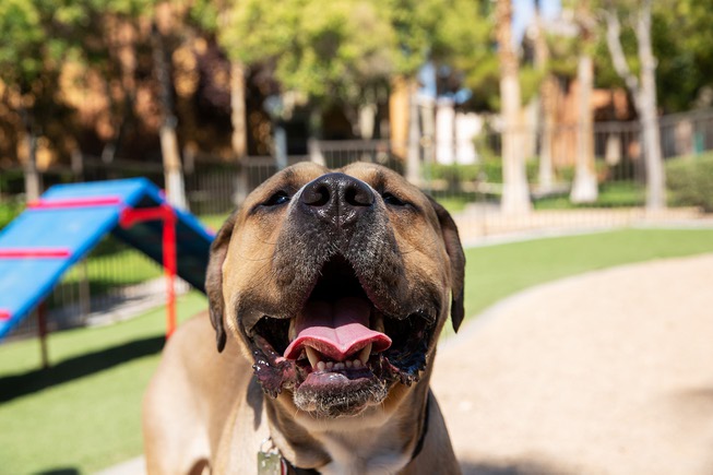 Kylo, a 4-year-old Mastiff mix, plays at the dark park, ...