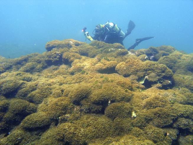 Hawaii Destructive Seaweed