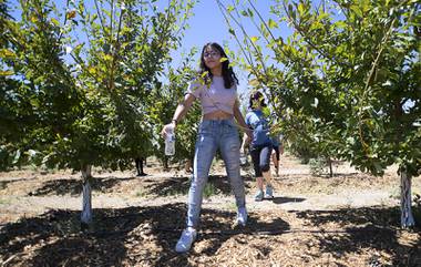 Aileen Guzman, a camper from Henry’s Place, walks through fruit trees at Ahern Orchard Friday, July 31, 2020. Henrys Place is a summer camp for inner-city youth named after Las Vegas Metro Police Sgt. Henry Prendes, who killed in the line of duty in 2006.