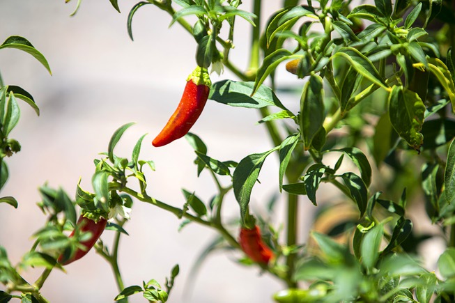 Peppers are shown at the Ahern Orchard Friday, July 31, ...