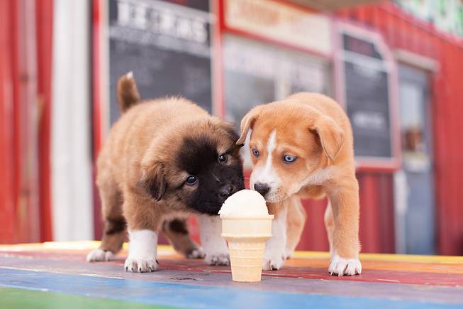 Dogs and ice cream